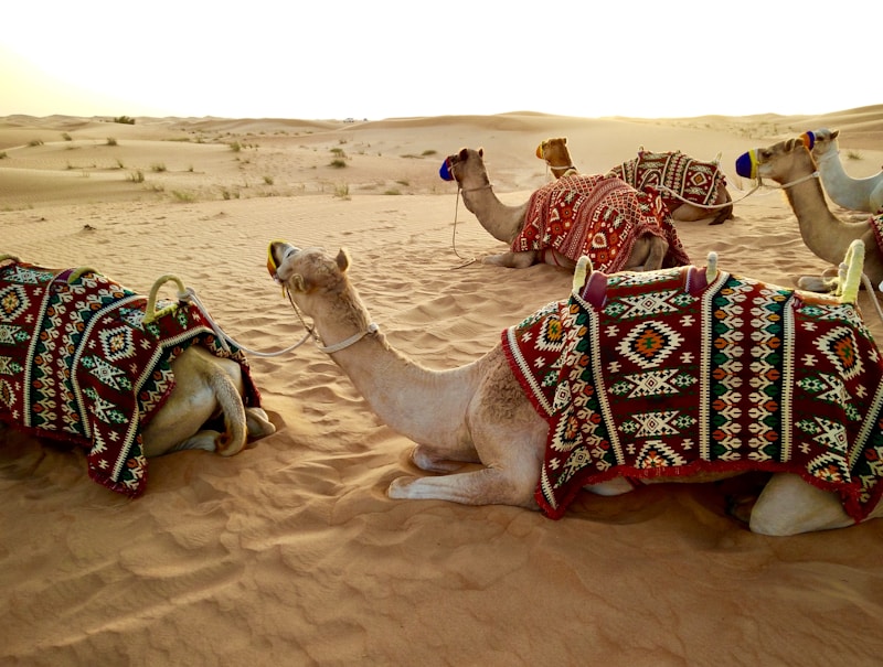 Premium Desert Safari & BBQ